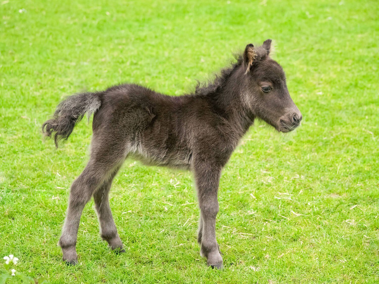 Baby donkey foal called Sunny at the Isle of Wight Donkey Sanctuary, photography by MooksGoo