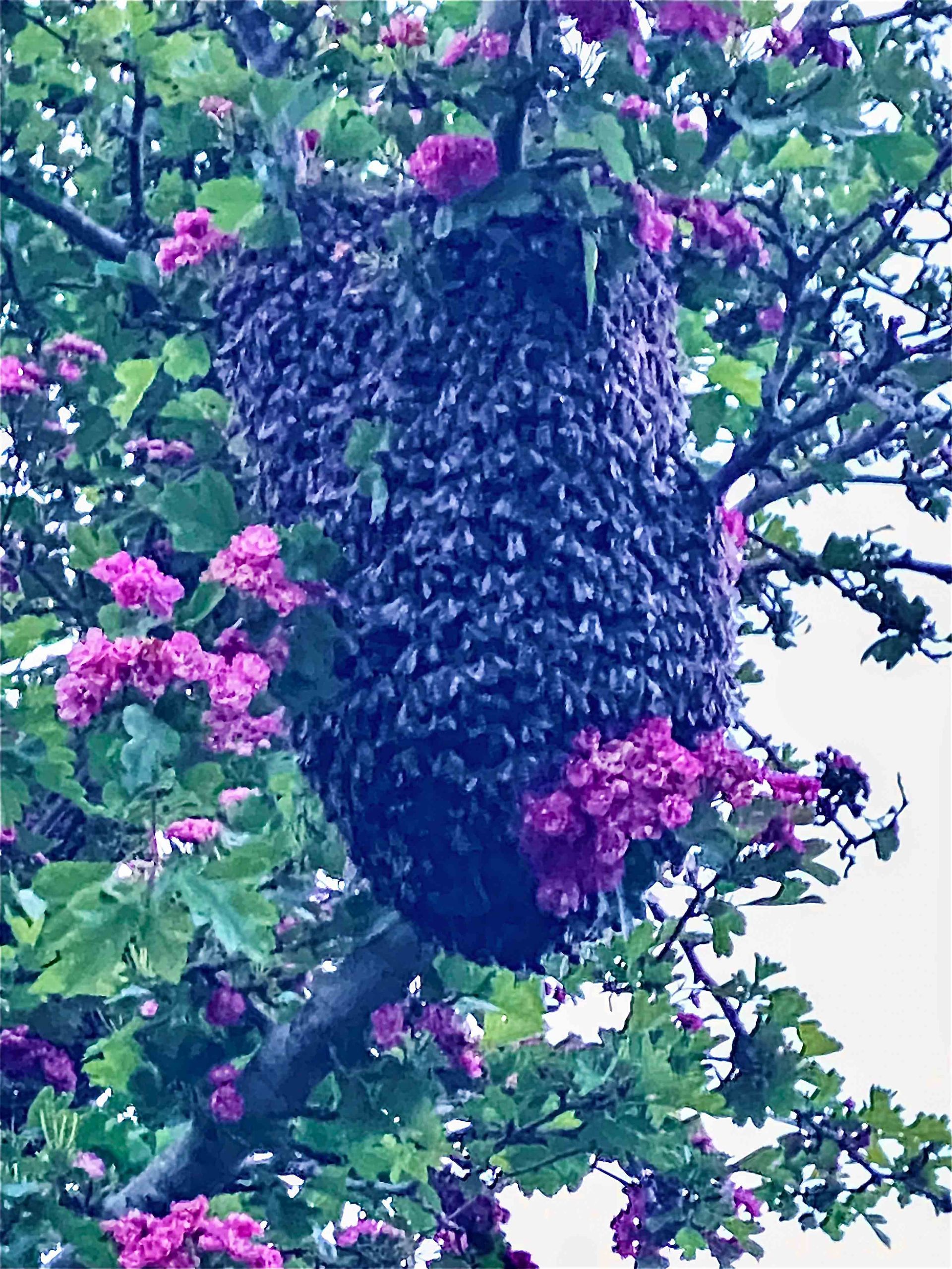 Swarm of honey bees on a branch in a tree.