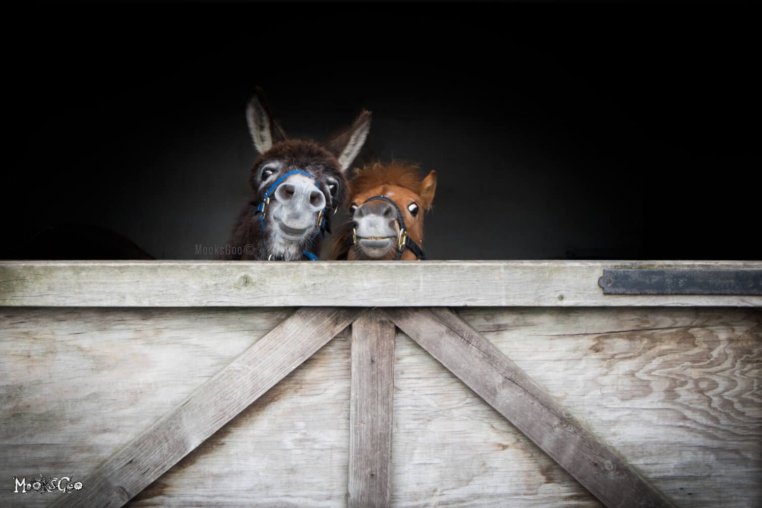 Funny farm photography of a donkey and Shetland pony at the Isle of Wight Donkey Sanctuary, photographed by MooksGoo