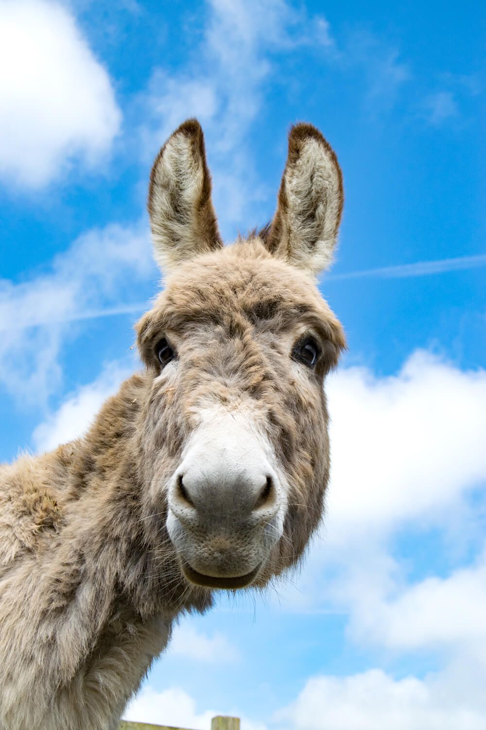 Perky the Donkey at the Isle of Wight Donkey Sanctuary, photography by MooksGoo