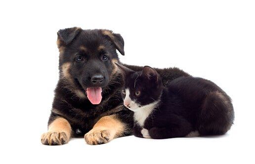 Puppy and Kitten - Owatoona, MN - Fairview Animal Medical Center