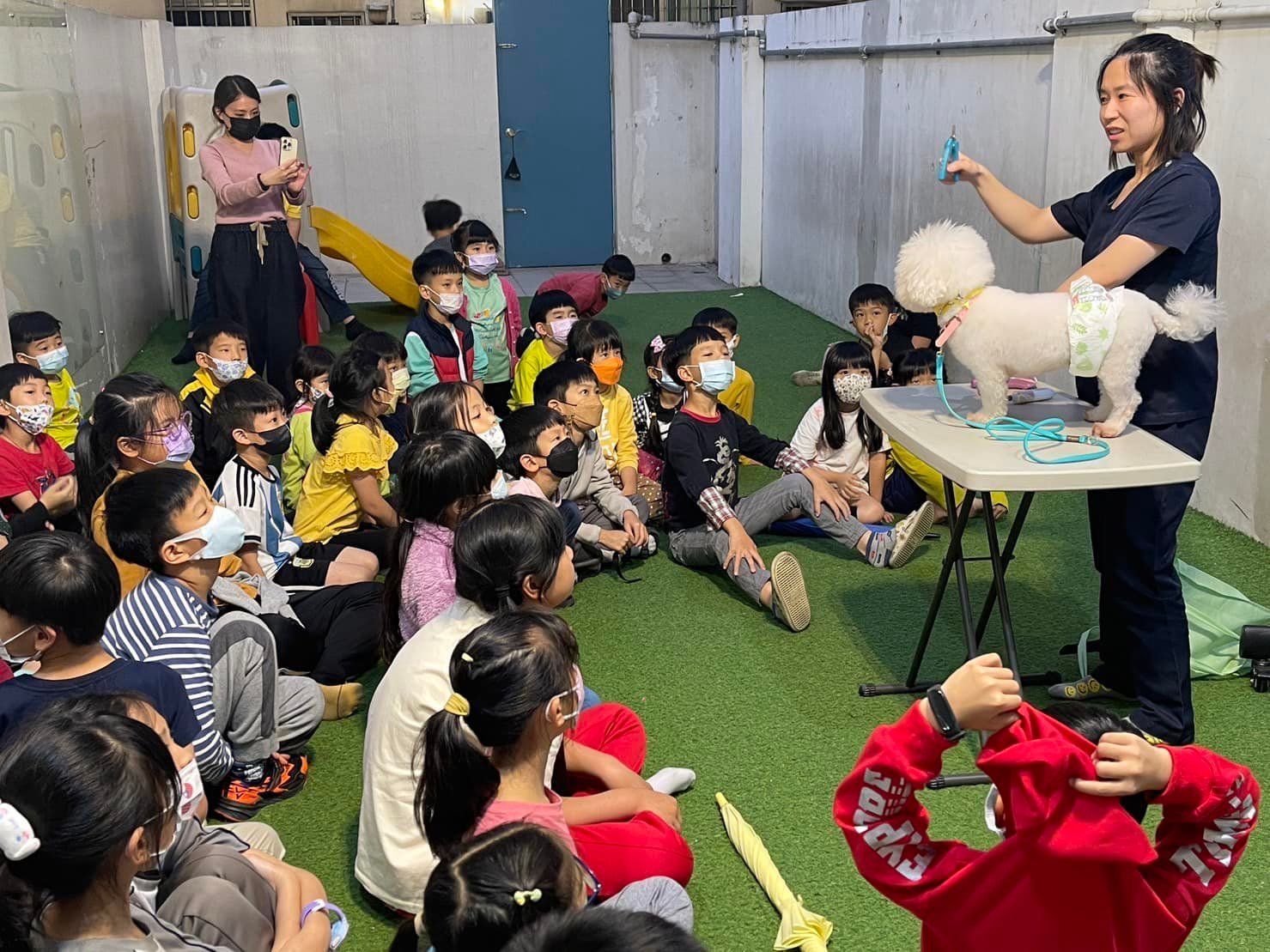 孩子們正在觀看一位女士給一隻白色比熊犬做美容示範；戶外，綠色草坪。