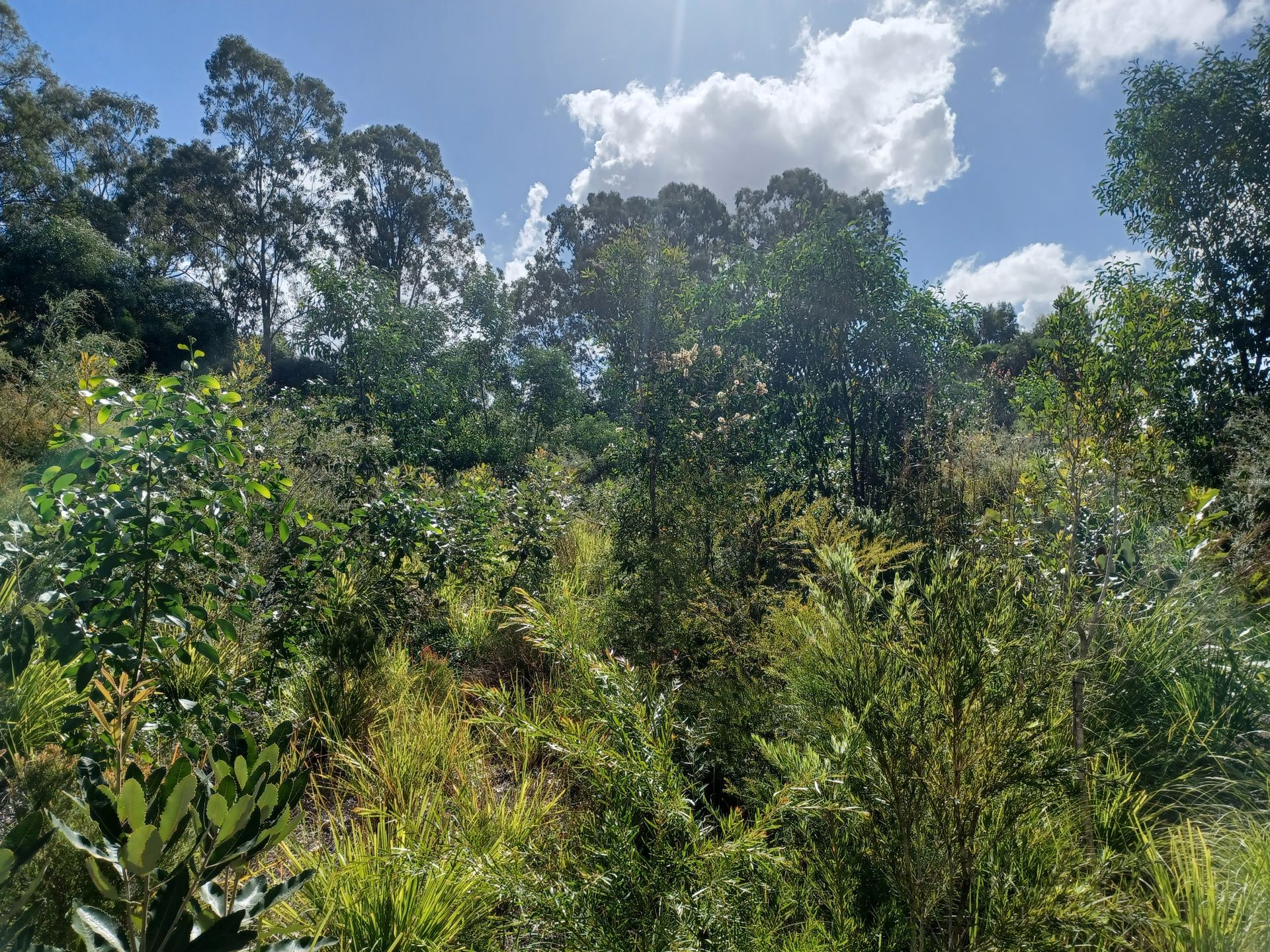 Haig Rd Loganlea Ecological