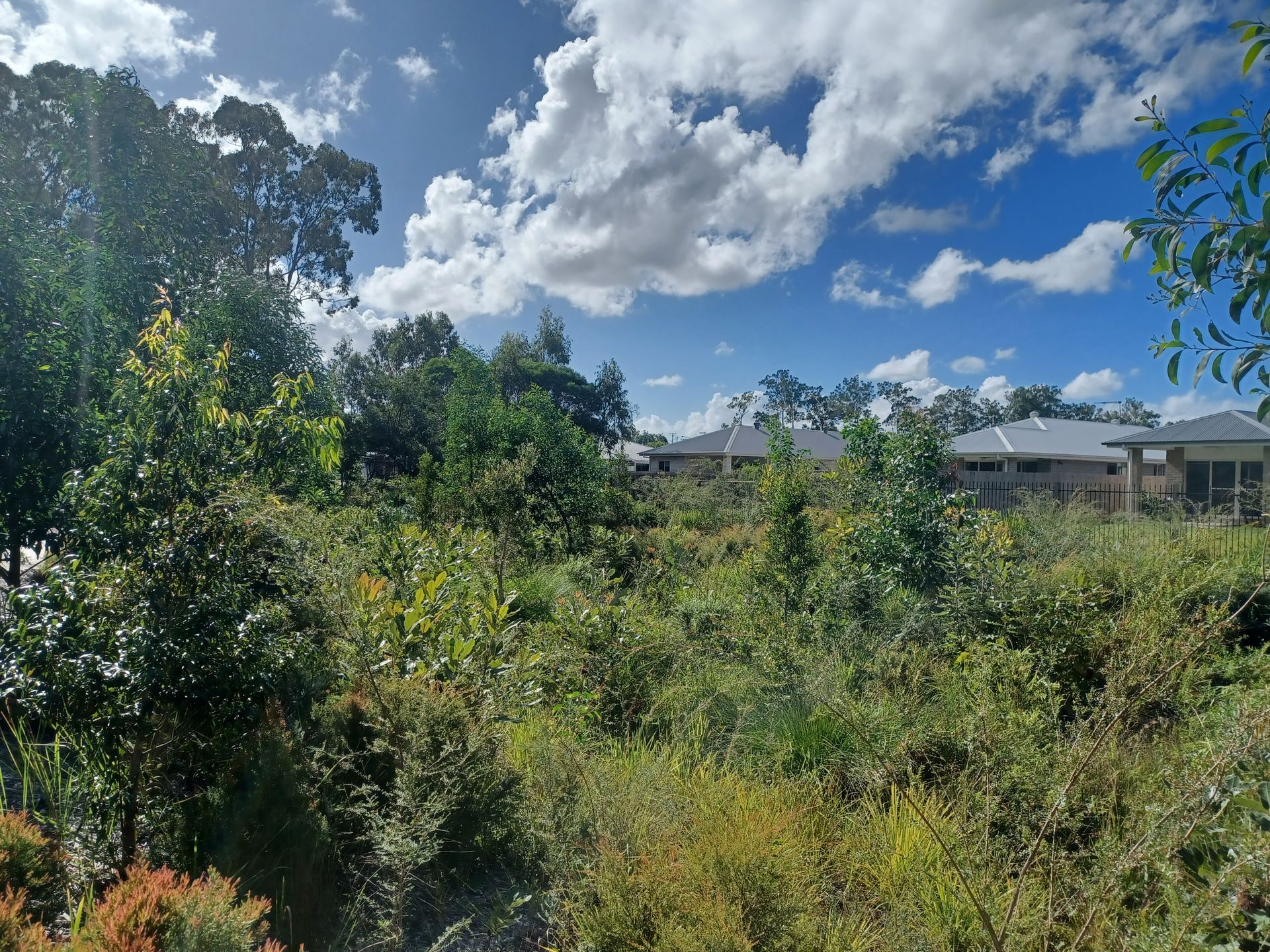 Haig Rd Loganlea Ecological