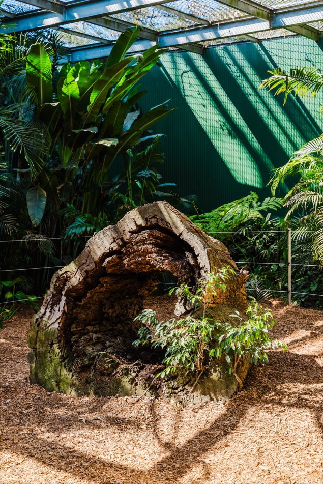 Dreamworl Up Close Den