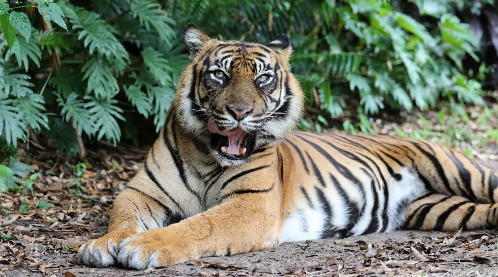 Dreamworld Tiger Island