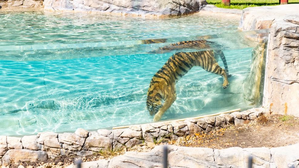 Dreamworld Tiger Island
