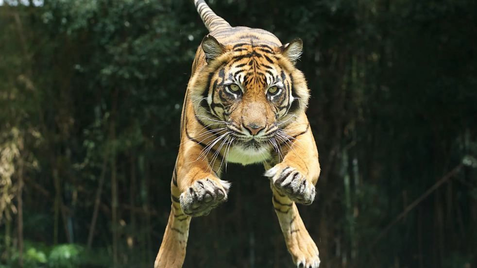 Dreamworld Tiger Island