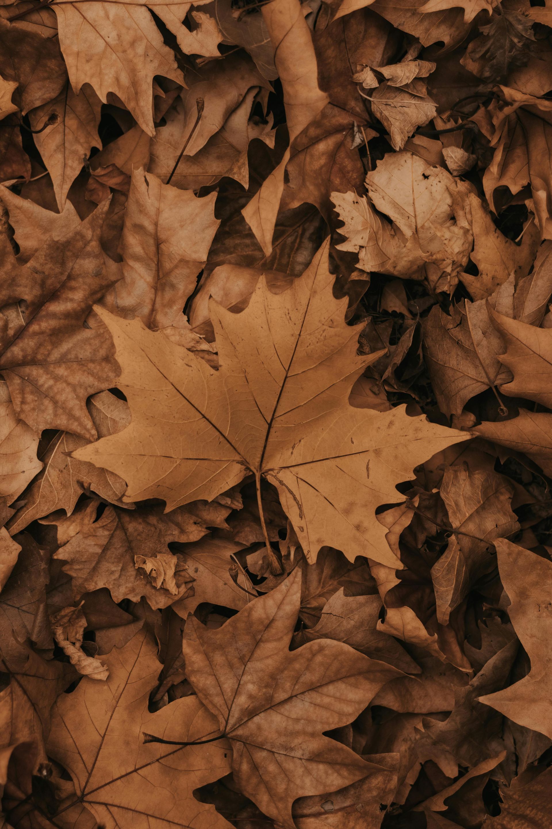 A pile of brown leaves laying on the ground.