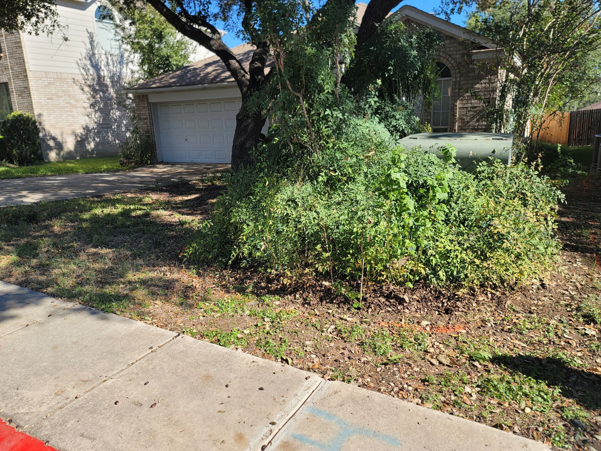 A tree is growing in the middle of a yard in front of a house .