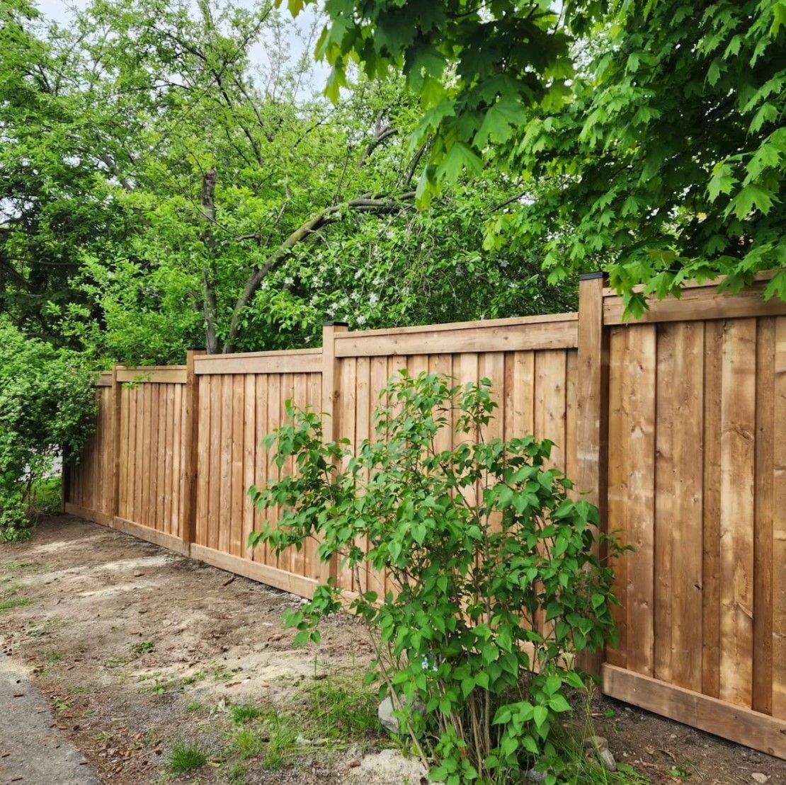 Wooden fence in a yard with green bushes and trees.