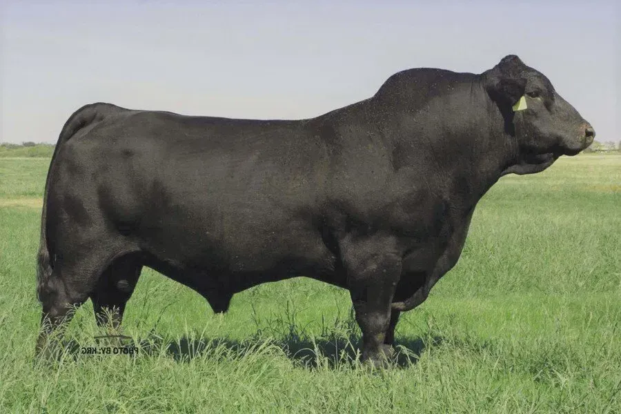 DDD Black Gold 804S25