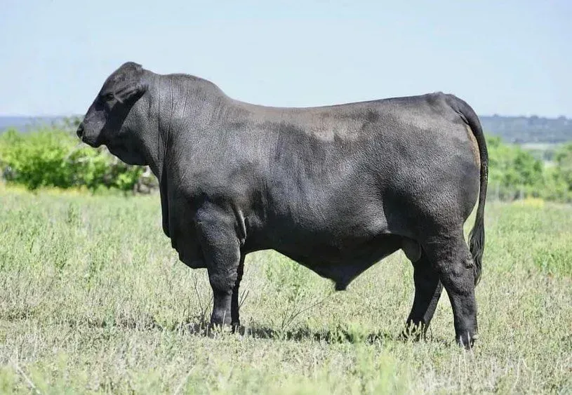 JFB’s DUKES FIN 570K7