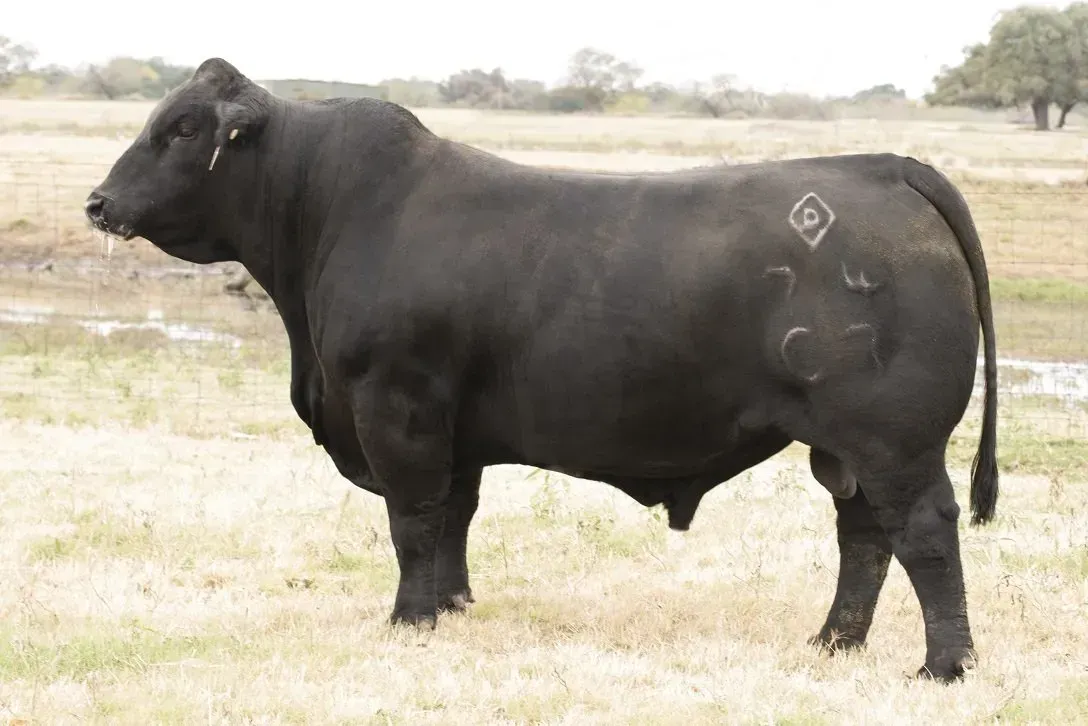 CCC-DDD Unlimited 74C7 