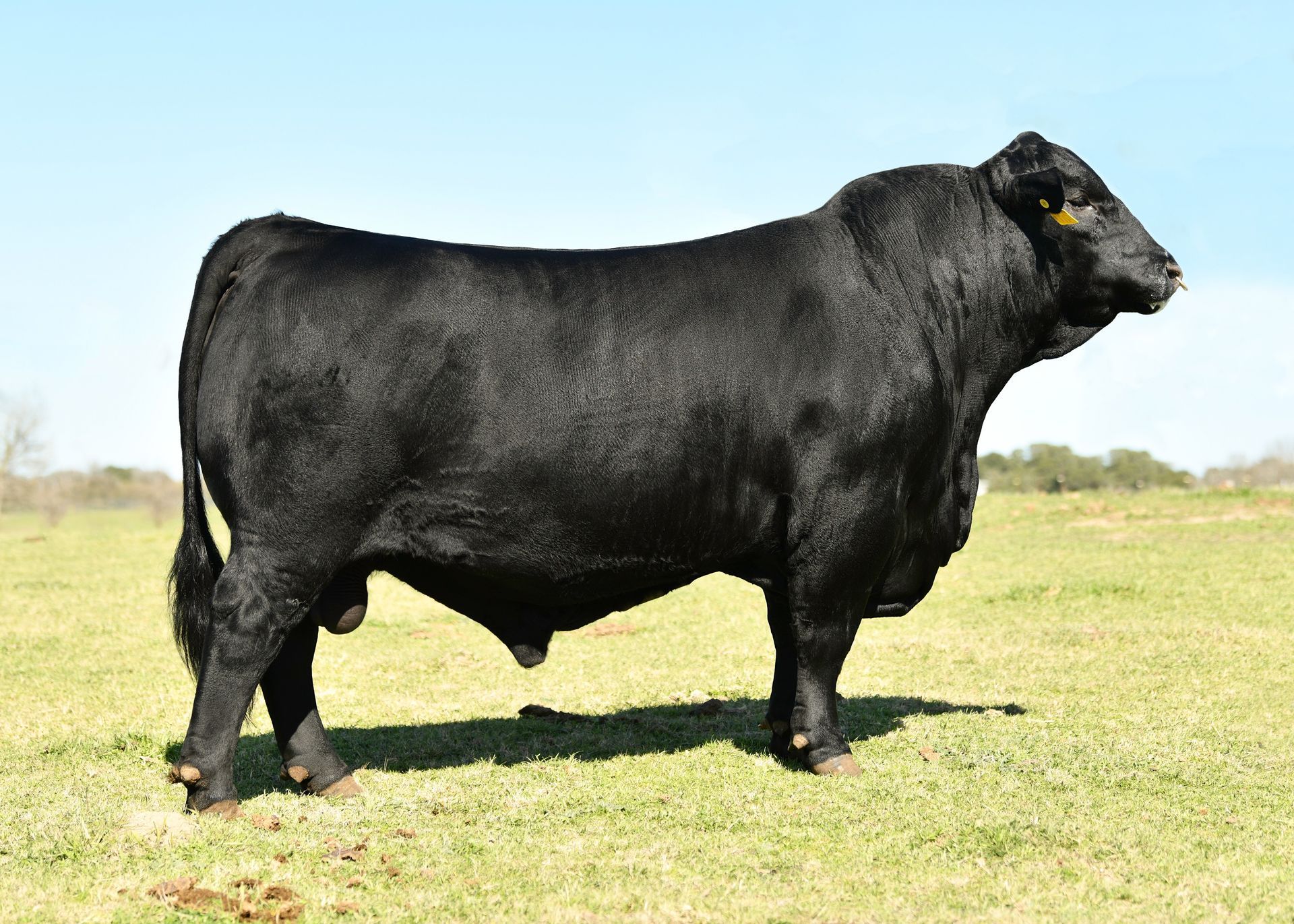 CHAMP MR LIMITLESS 150J7