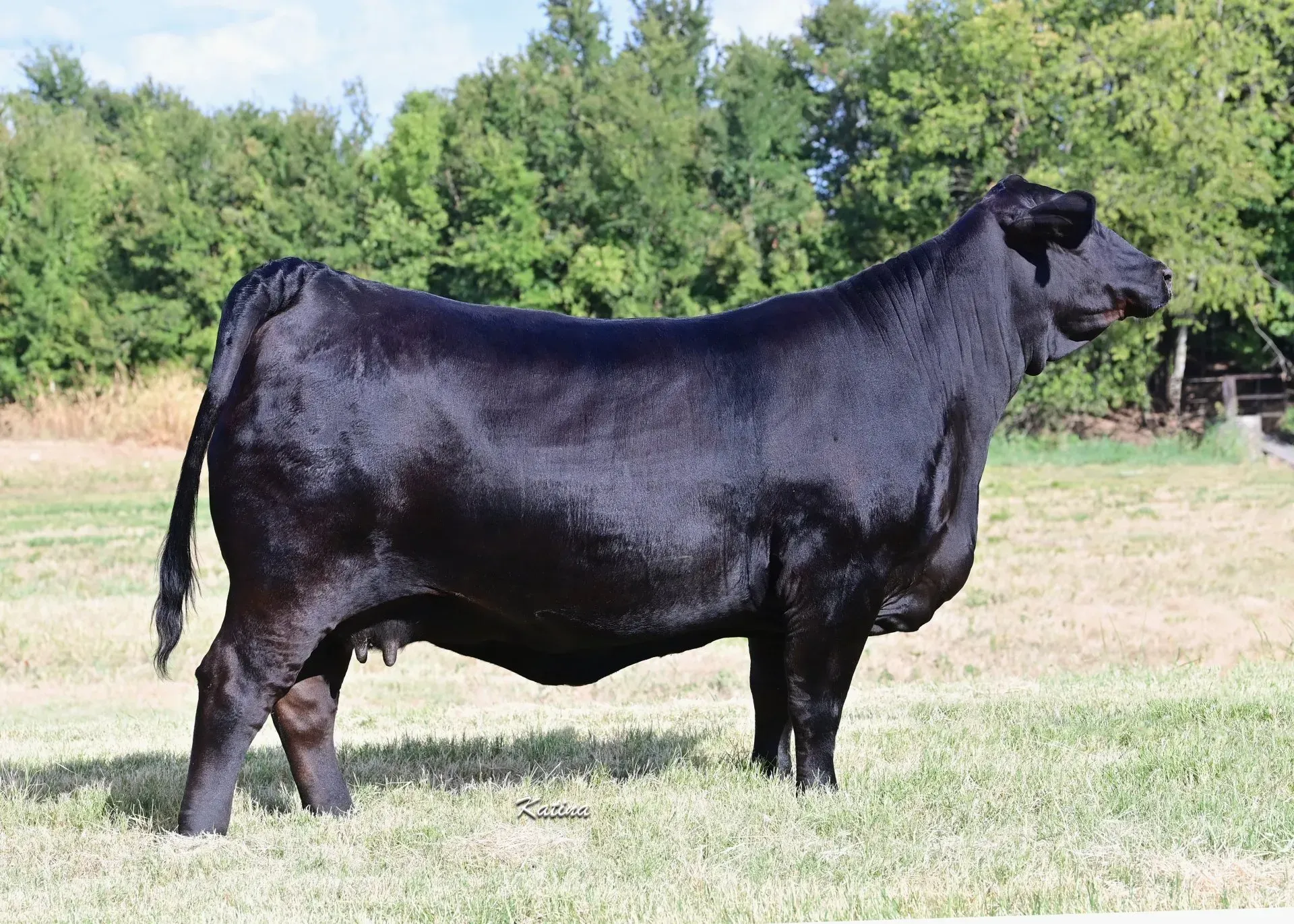 Champ Ms Boomshakalaka 150H