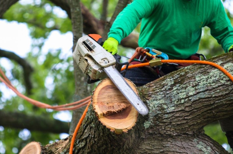 An image of Tree Services in Hilo HI