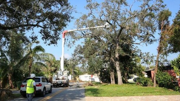 An image of Tree Removal in Hilo HI