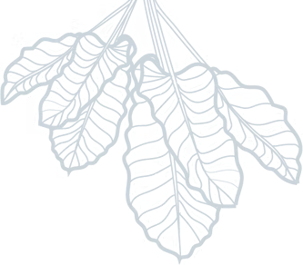 A Drawing of A Bunch of Leaves — Billabong Pool Co in Smeaton Grange, NSW