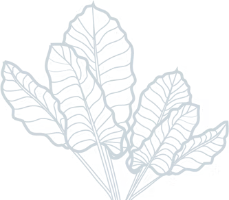 A Drawing of A Bunch of Leaves — Billabong Pool Co in Smeaton Grange, NSW
