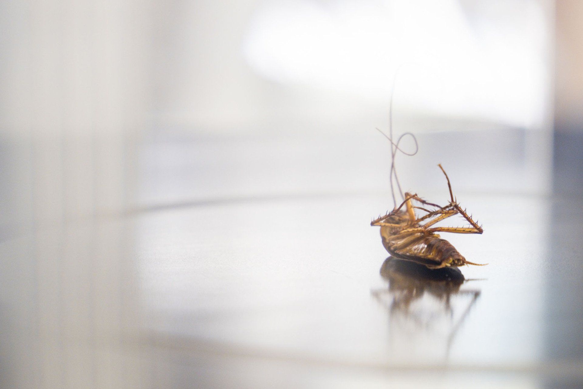 Cockroach - Warren, MI - Maple Lane Pest Control