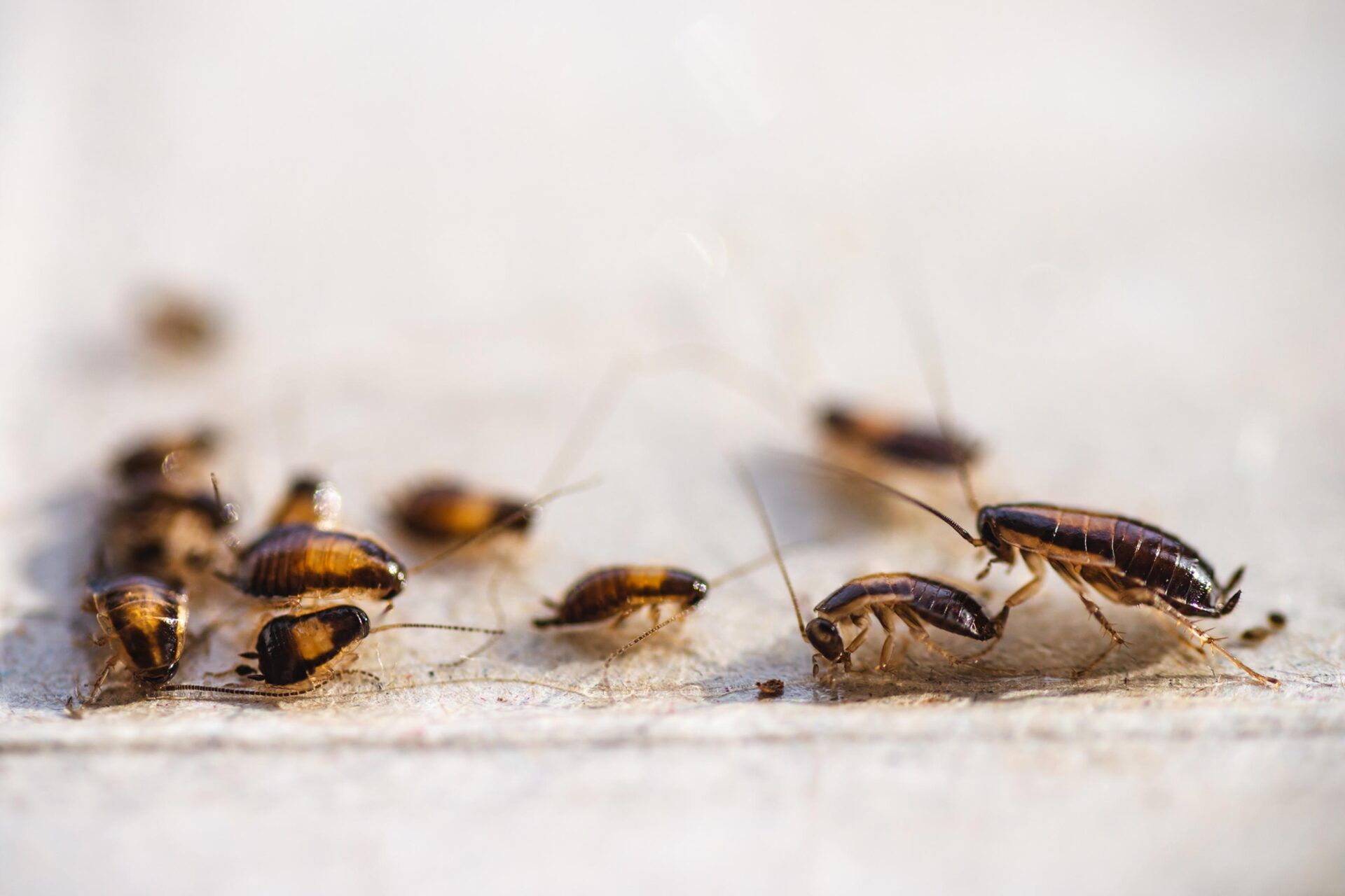 Many Little Cockroaches In One Place - Warren, MI - Maple Lane Pest Control