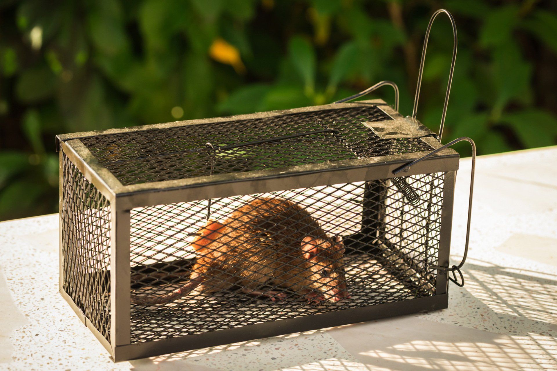 Little Rat In Trap - Warren, MI - Maple Lane Pest Control