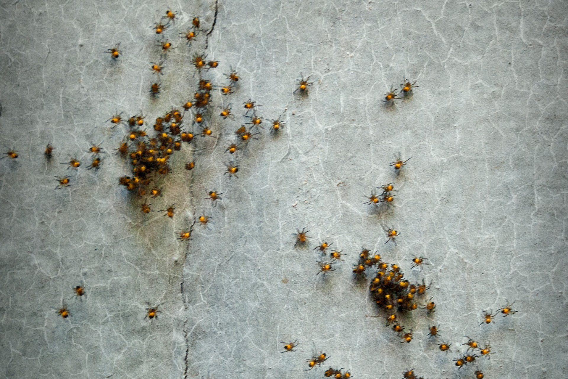 Spider Babies - Warren, MI - Maple Lane Pest Control
