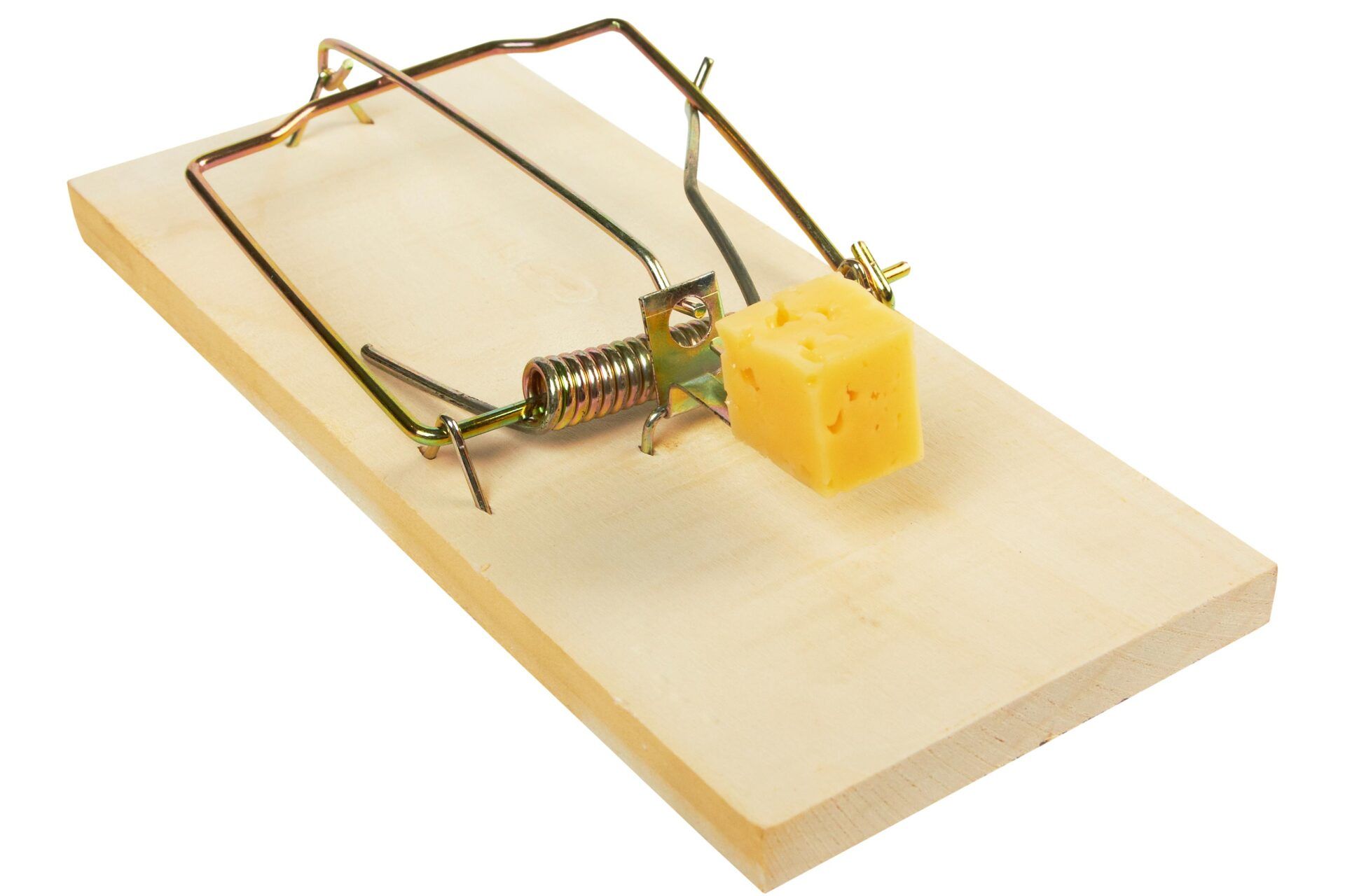 Mousetrap With Cheese Isolated On White Background - Warren, MI - Maple Lane Pest Control