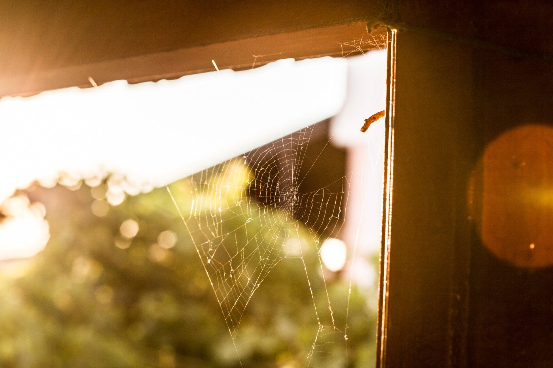 Spider Web - Warren, MI - Maple Lane Pest Control