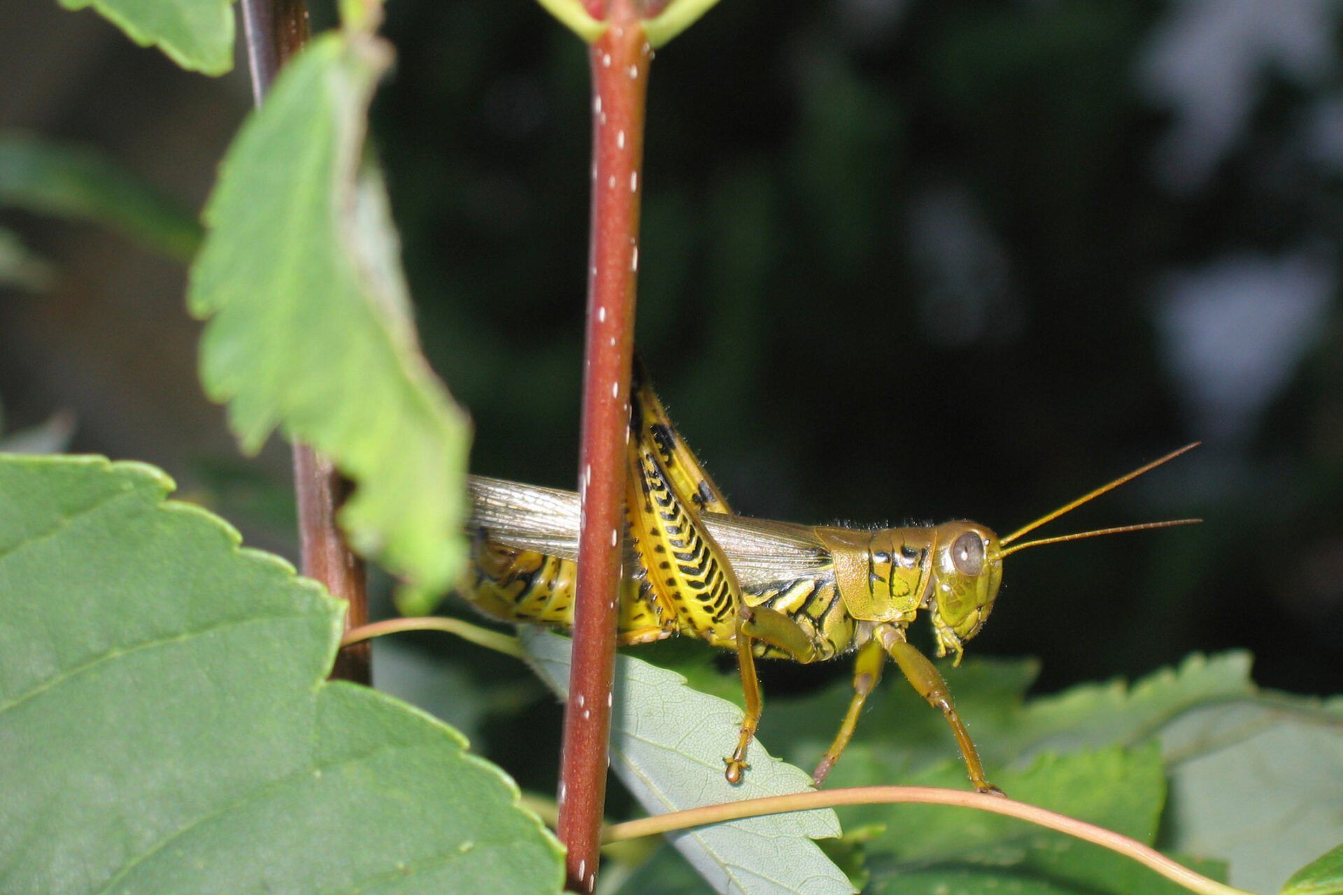 Grasshopper Peeking - Warren, MI - Maple Lane Pest Control