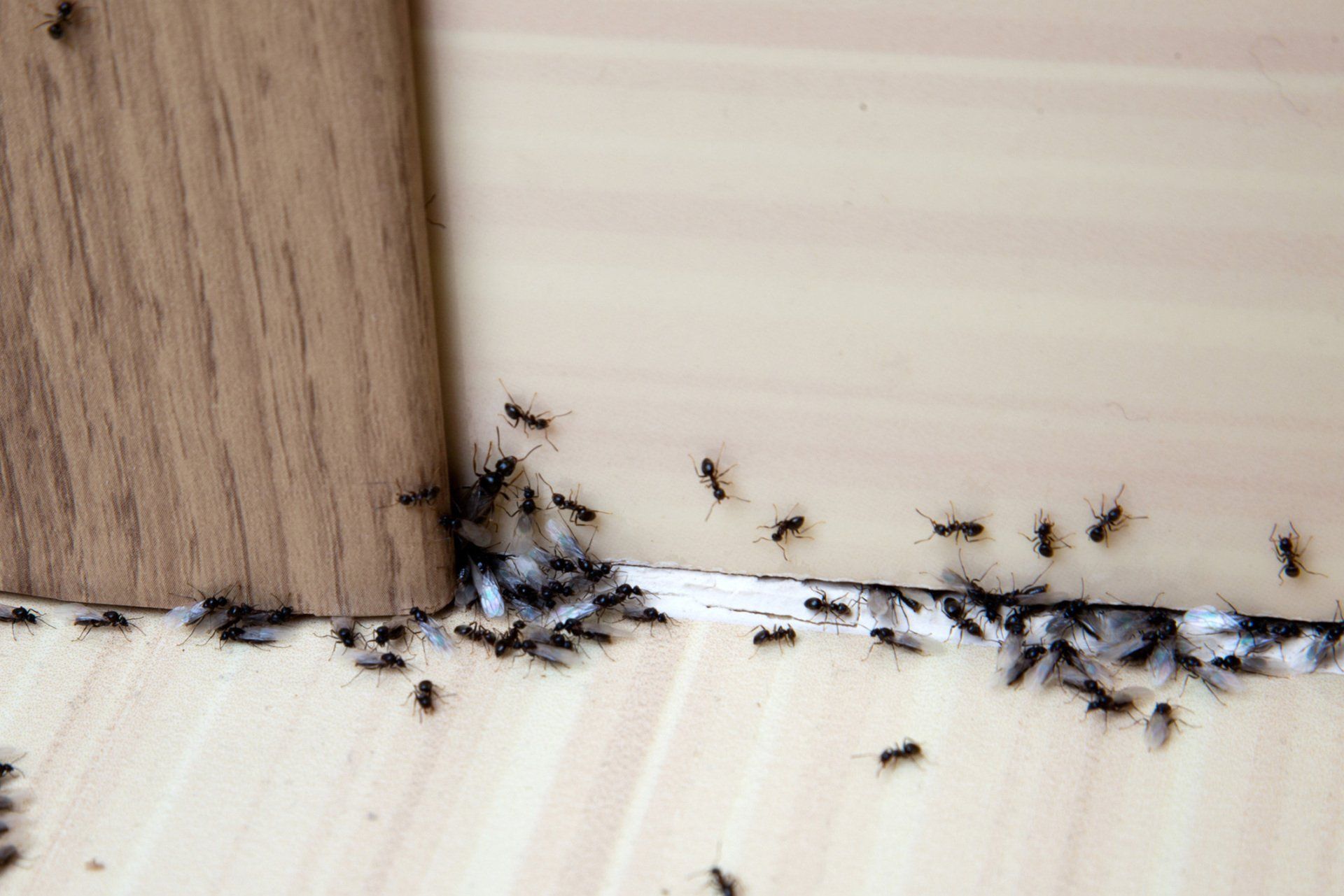 Ants In The House - Warren, MI - Maple Lane Pest Control