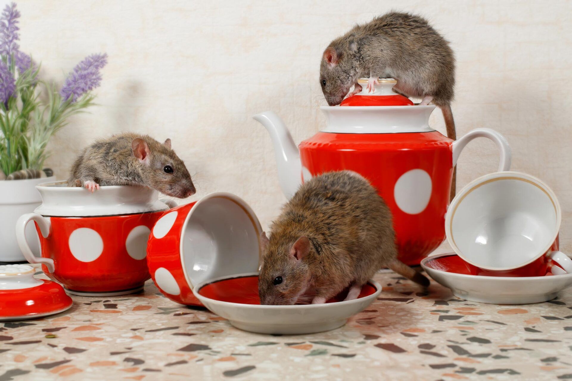 Close Up Three Rats On Countertop At Kitchen - Warren, MI - Maple Lane Pest Control