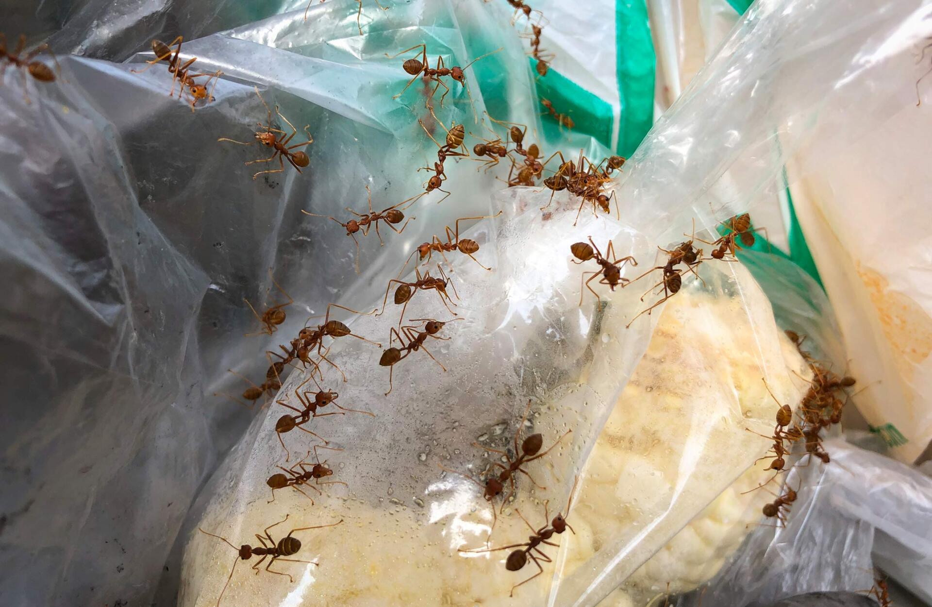 The Ants On Waste - Warren, MI - Maple Lane Pest Control