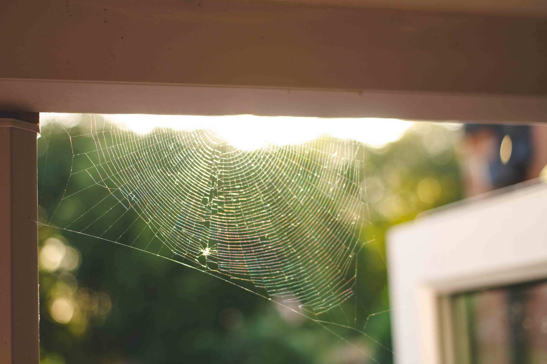 Cobwebs At Home - Warren, MI - Maple Lane Pest Control