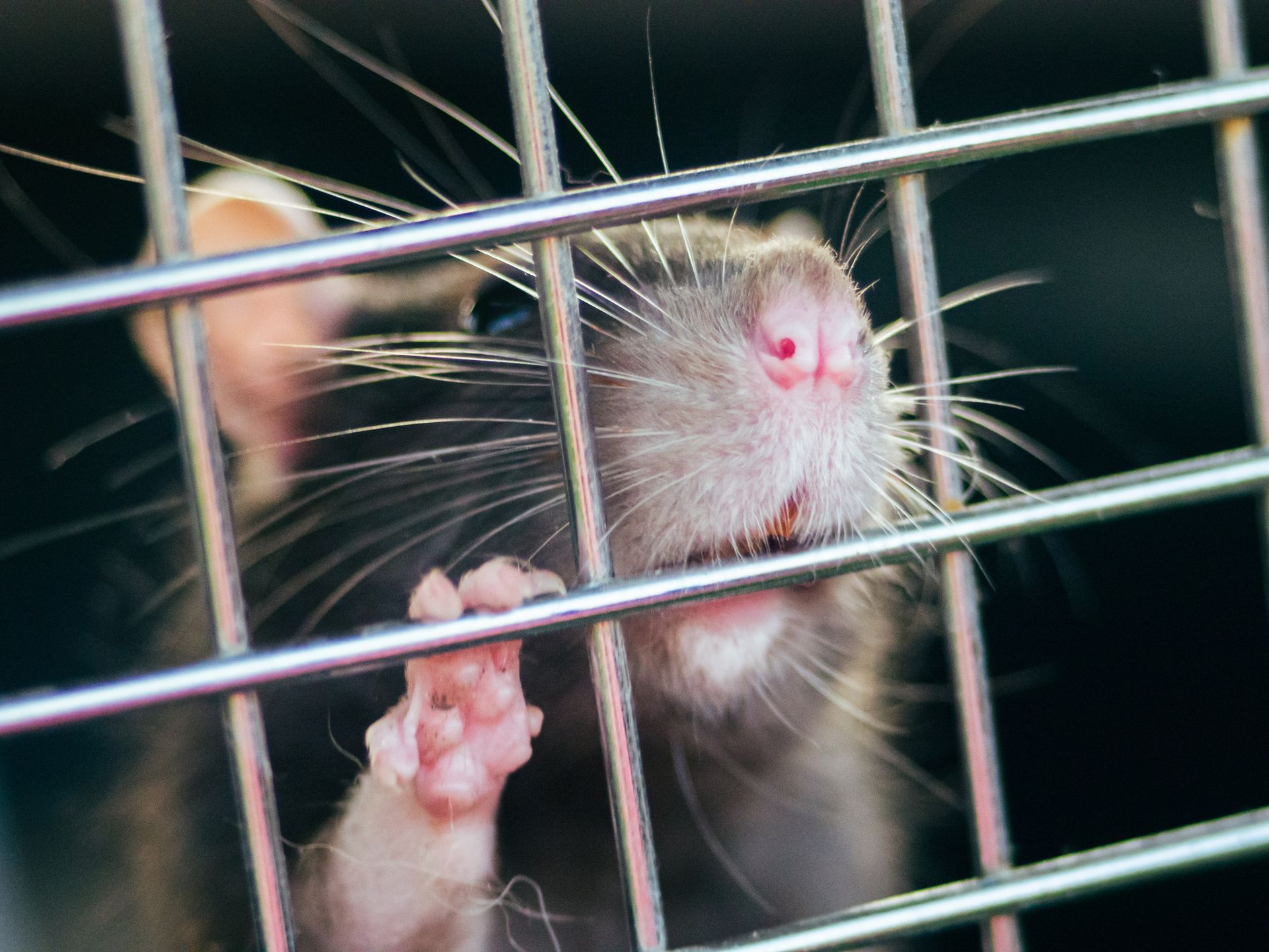 A rat peering through metal cage bars with nose and paw visible.
