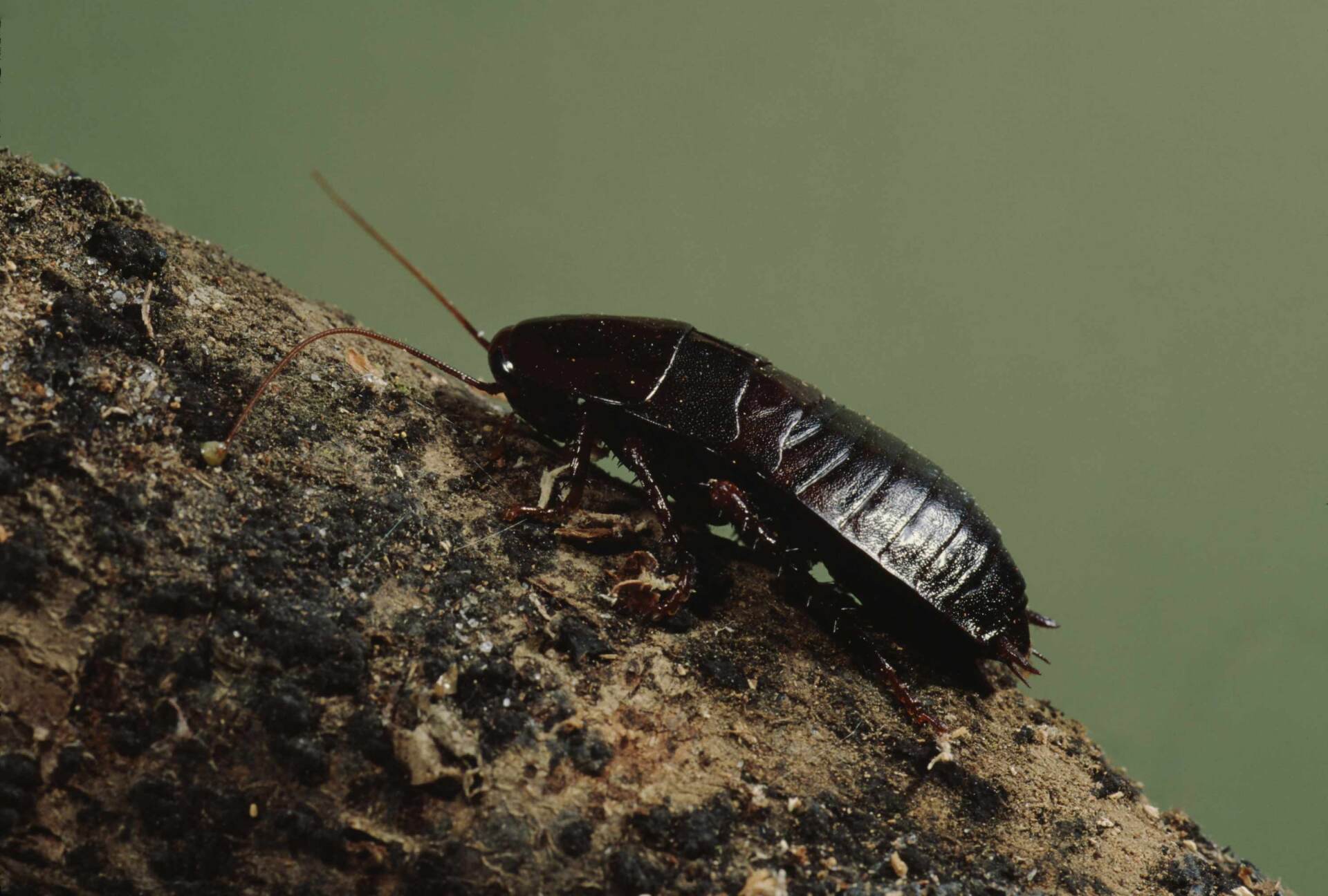 Oriental Cockroach - Warren, MI - Maple Lane Pest Control