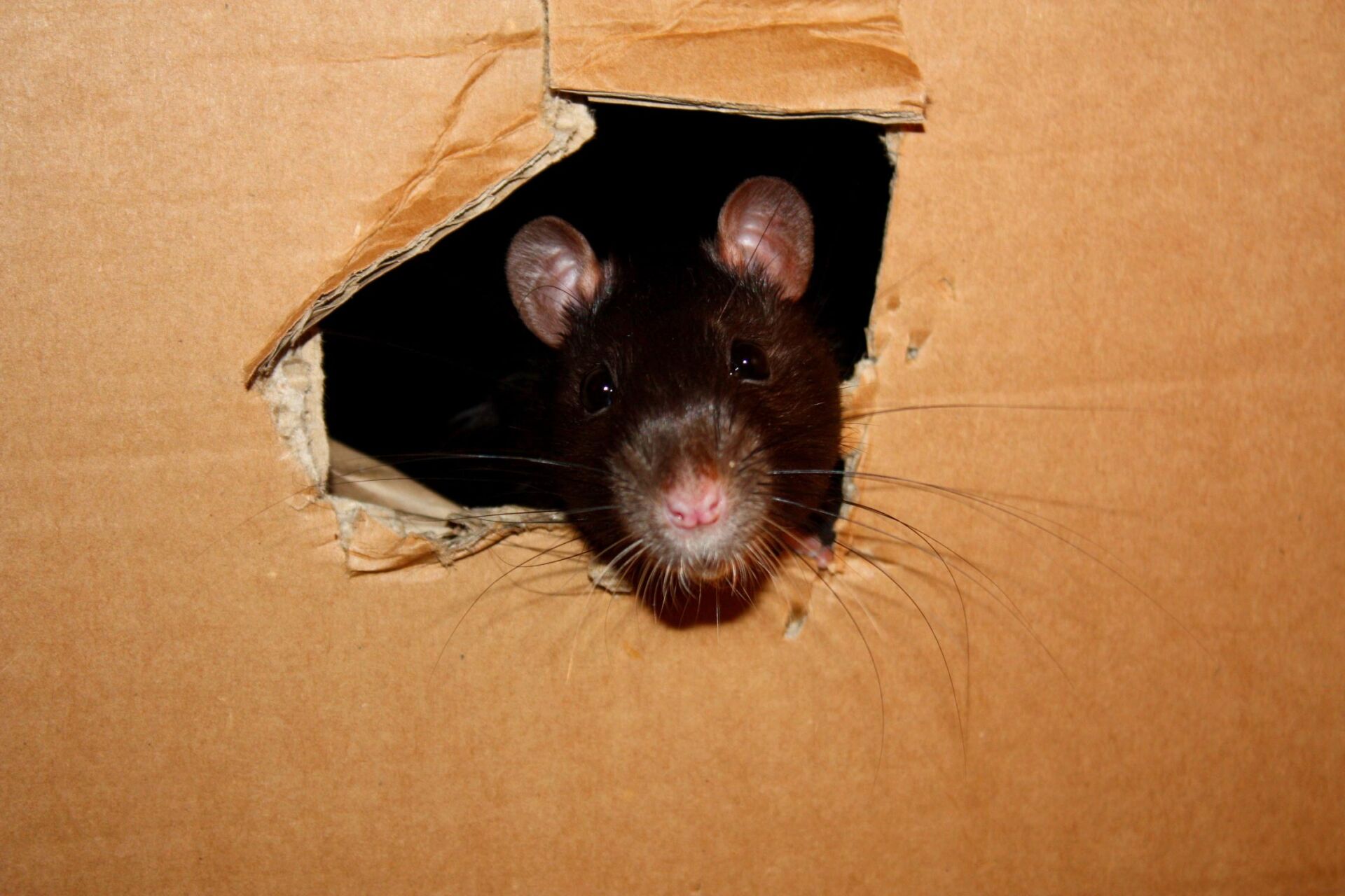 Rat In A Carton - Warren, MI - Maple Lane Pest Control