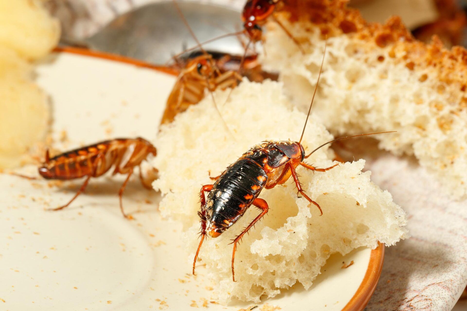 Close Up Of Three Cockroaches Climb On Bread - Warren, MI - Maple Lane Pest Control