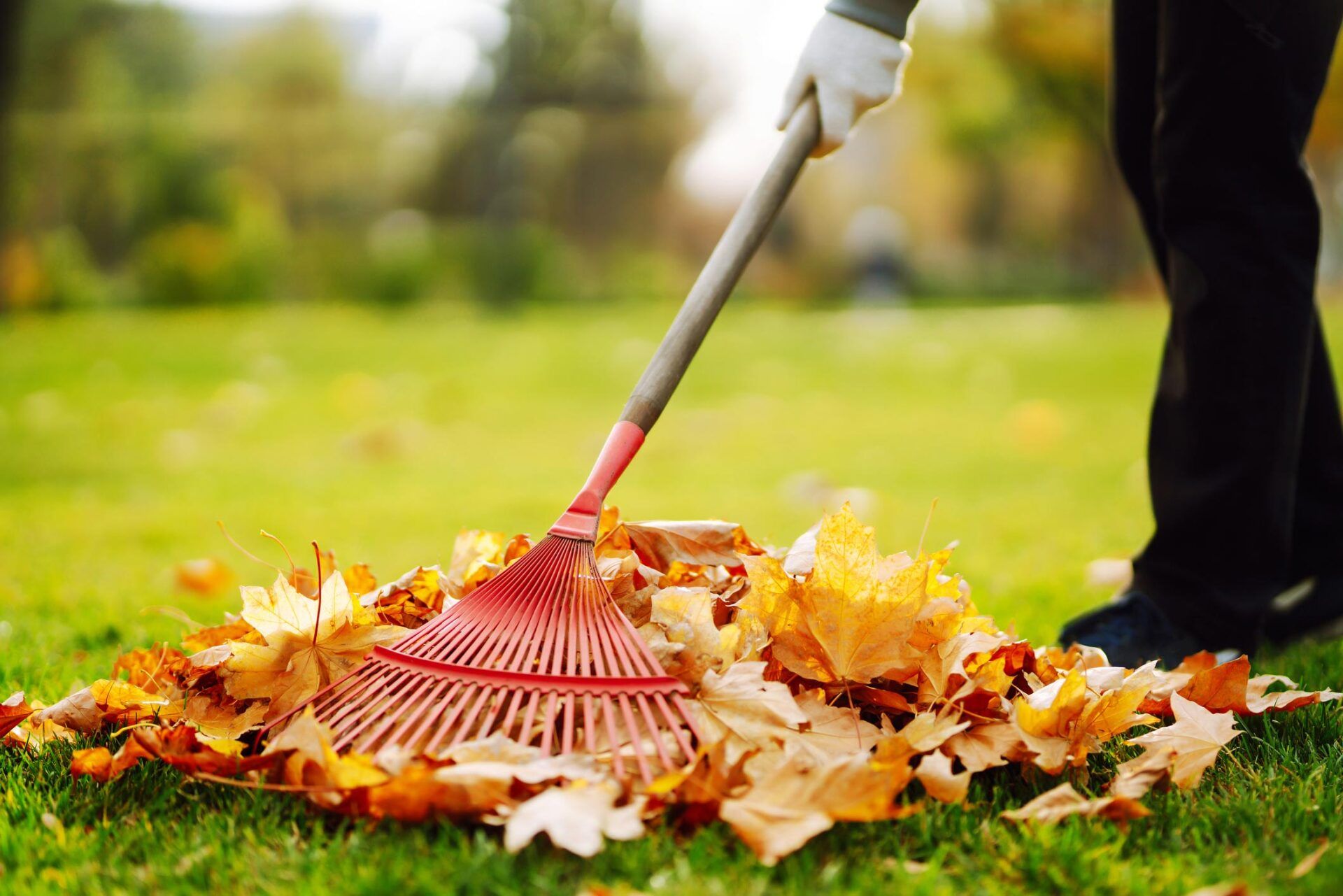 Janitor Cleans Leaves In Autumn - Warren, MI - Maple Lane Pest Control