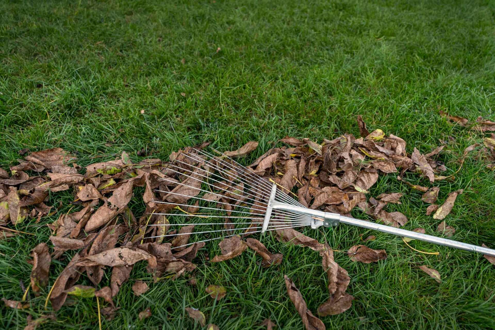Gardener Raking Up Fallen Autumn Leaves From Garden Lawn - Warren, MI - Maple Lane Pest Control