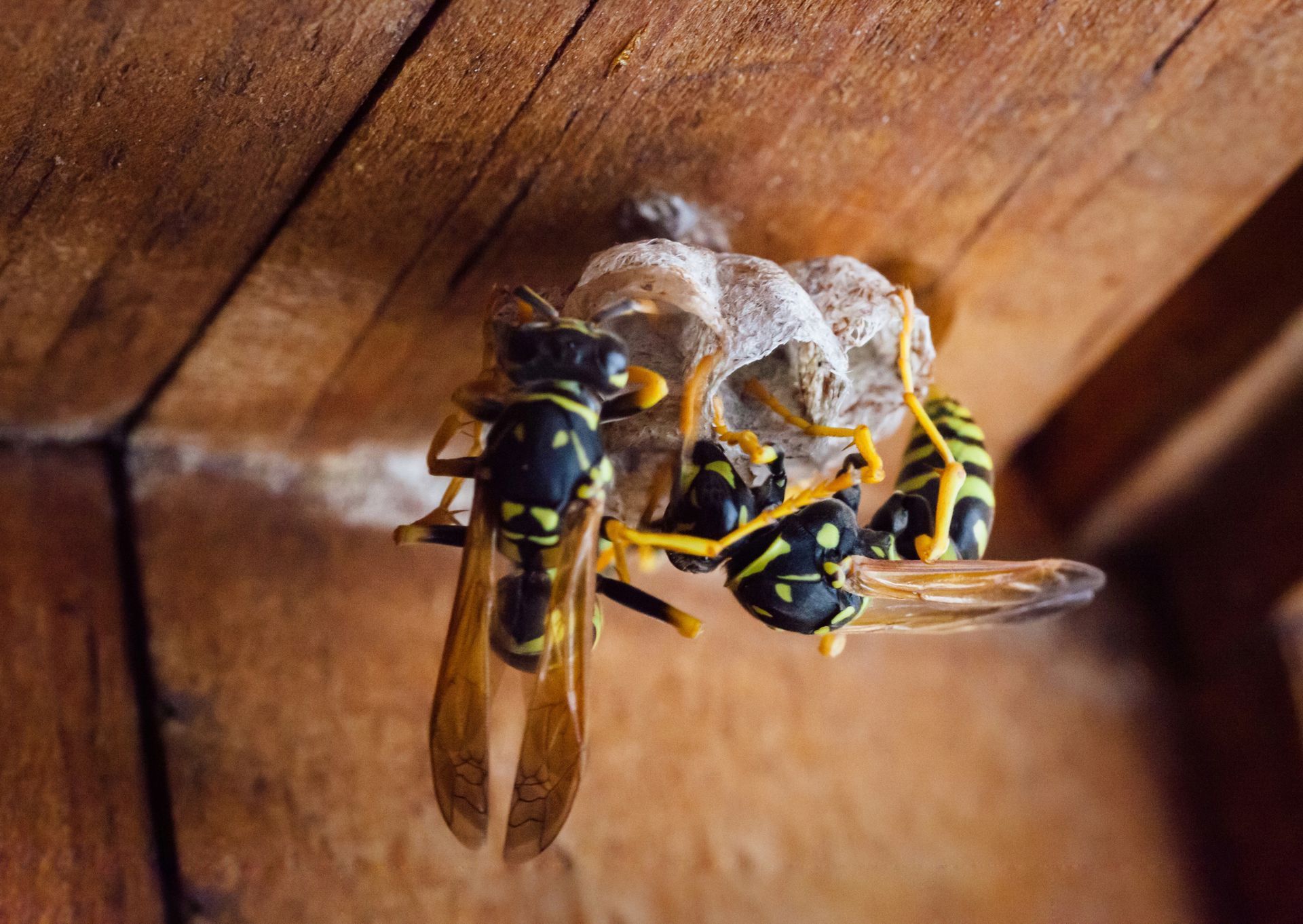 A couple of wasps sitting on top of a nest on a wooden wall.