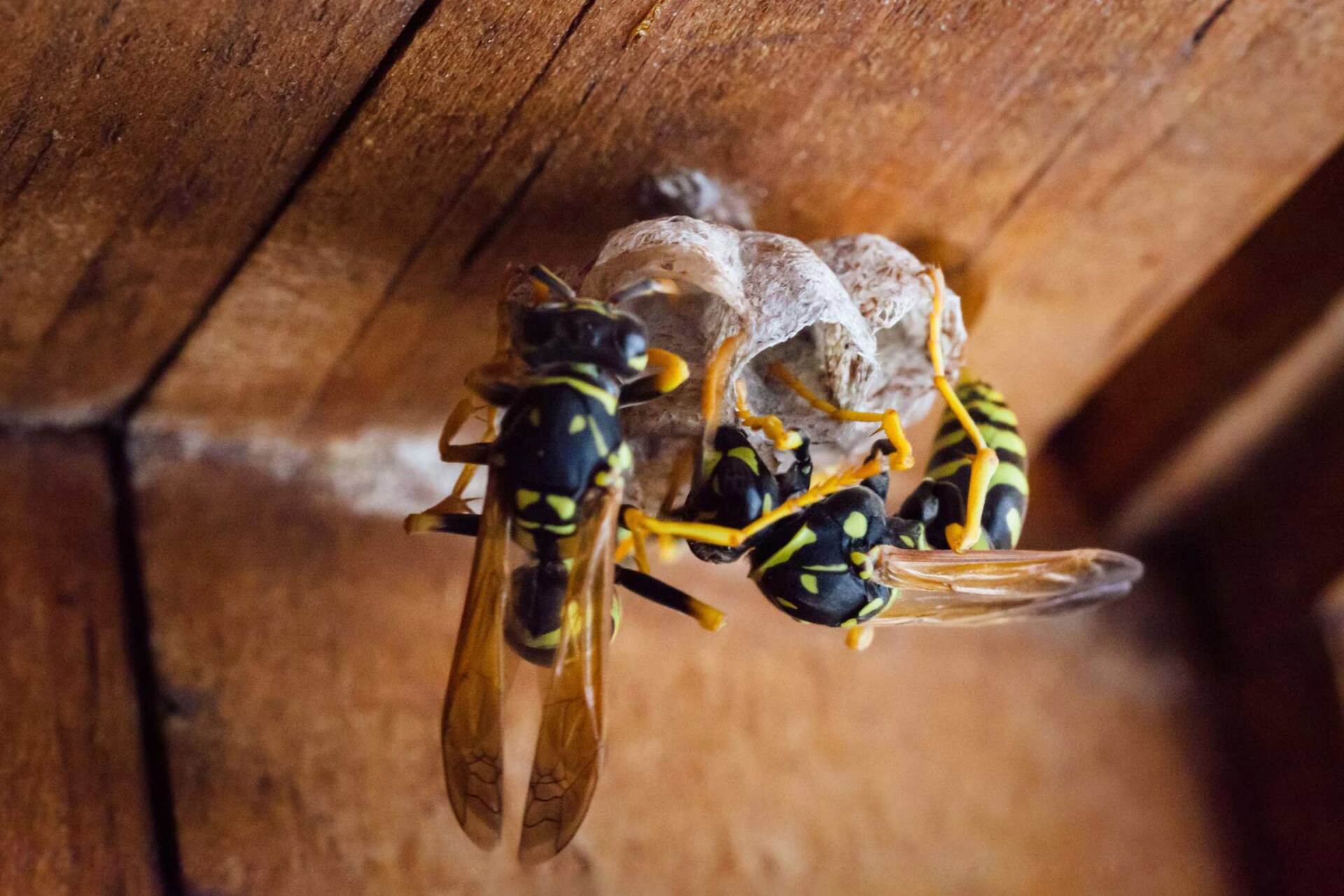 Wasps Building A Nest - Warren, MI - Maple Lane Pest Control