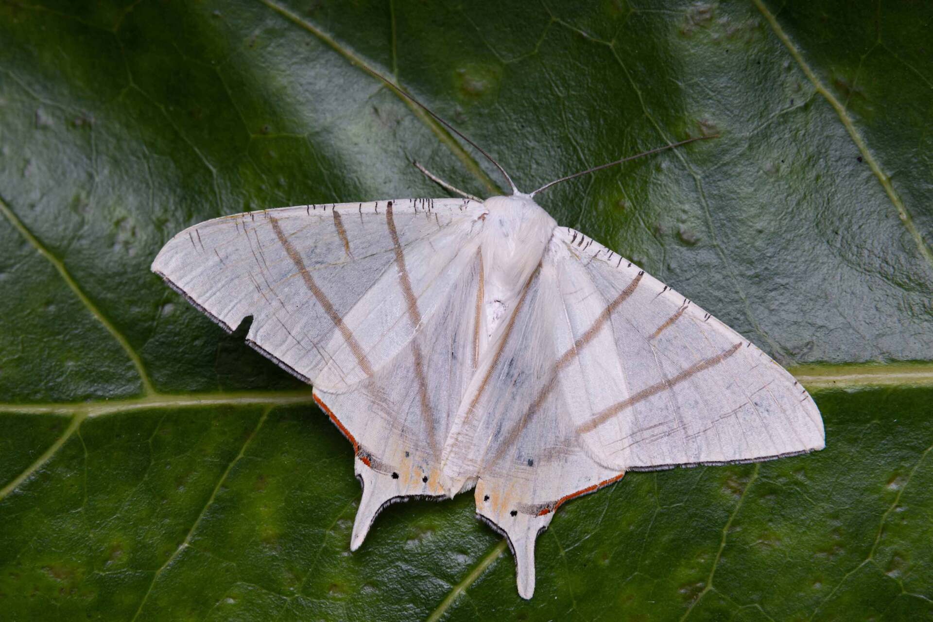 Macro Photos Of Moth - Warren, MI - Maple Lane Pest Control
