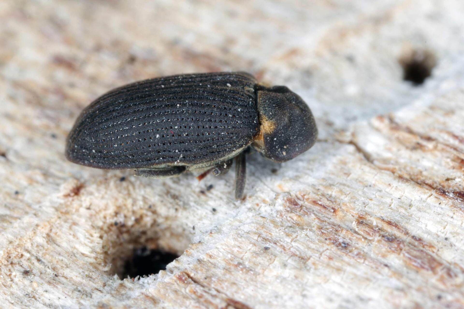A Species Of Woodboring Beetle From Family Anobiidae - Warren, MI - Maple Lane Pest Control