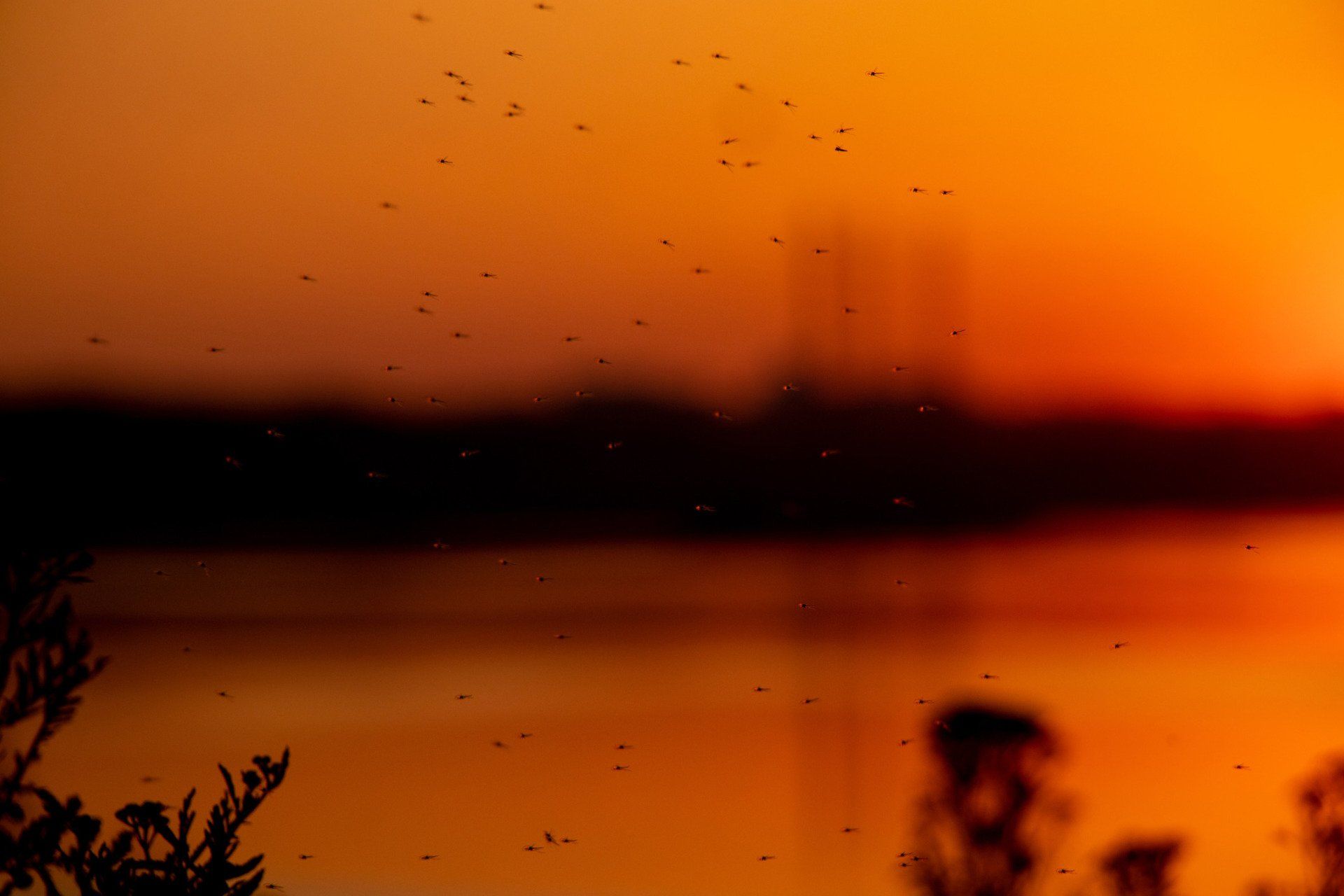 A Swarm Of Commas Flies Against The Backdrop Of A Sunset - Warren, MI - Maple Lane Pest Control