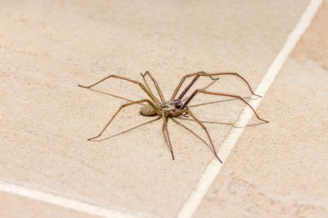 Hobo Spiders  Miche Pest Control