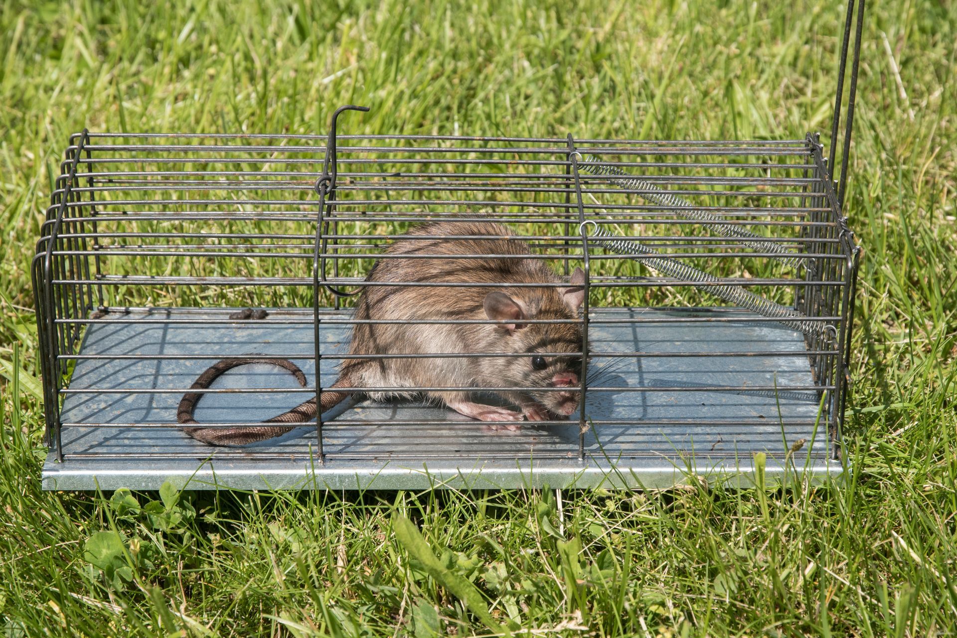 Rat trapped in metal cage placed on grassy outdoor ground.