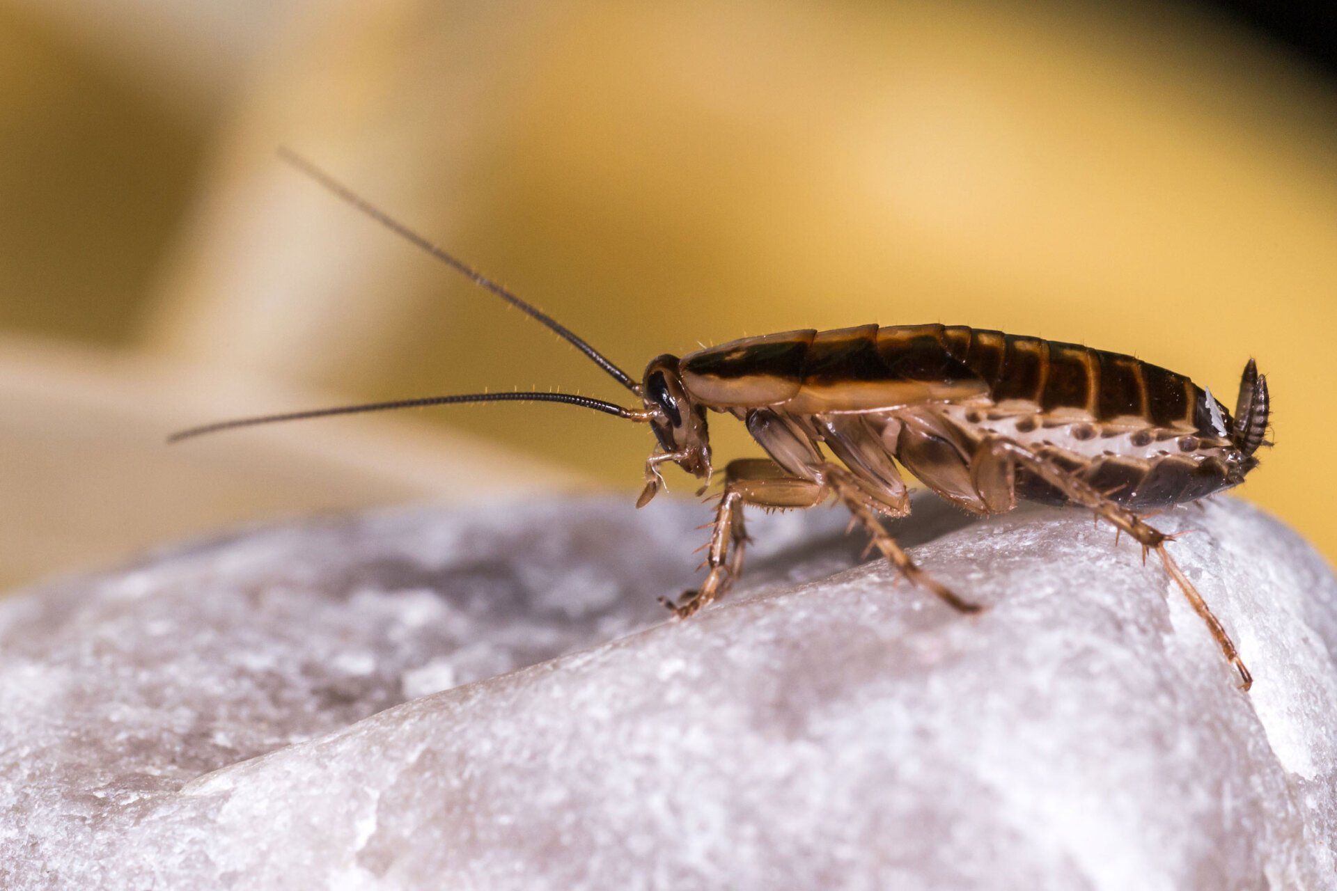 The German Cockroach - Warren, MI - Maple Lane Pest Control
