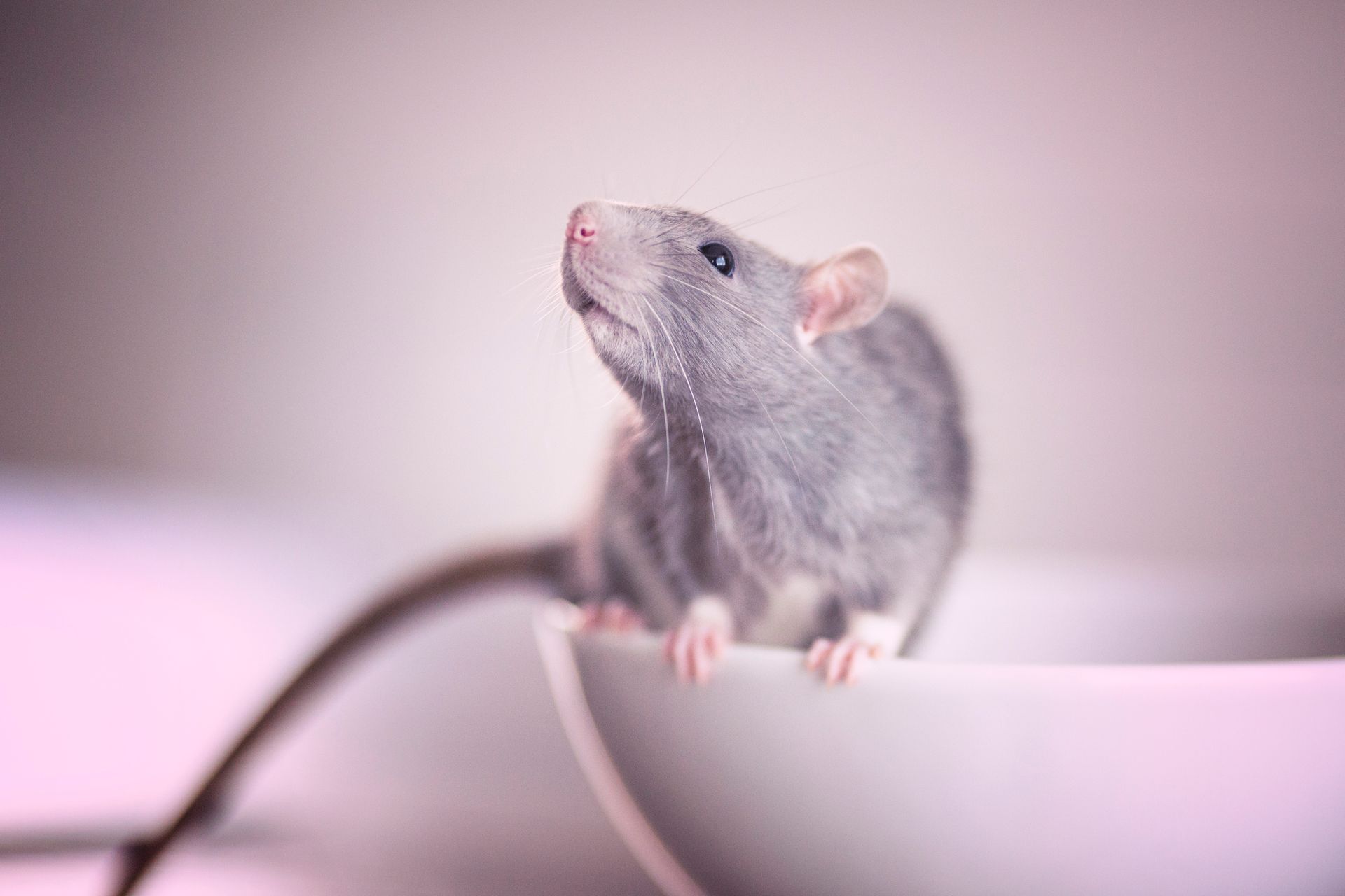 A gray rat sitting on the edge of a white bowl, looking upward.
